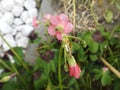 Insect on Oxalis tetraphylla in the garden. Berlin, Germany Royalty Free Stock Photo